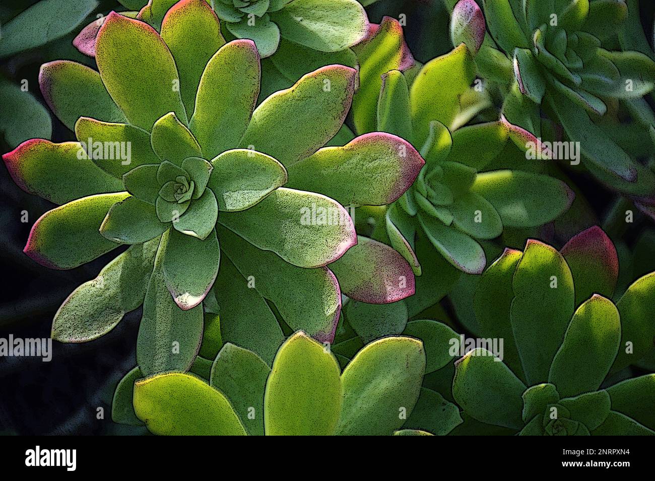 Top view of Sedum palmeri succulent plant illustration Stock Photo