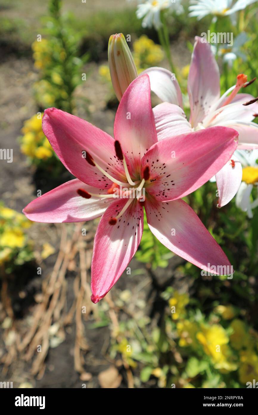 Asiatic hybrids lilium 'Rosella's Dream' pink-white flowers and buds ...