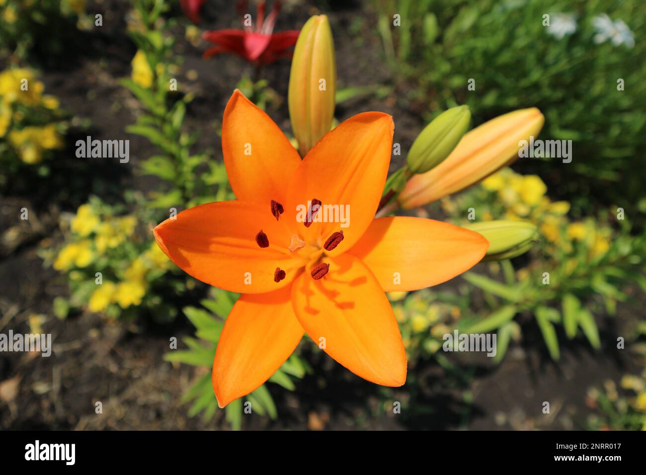 Lilium asiatic hybrids hi-res stock photography and images - Alamy