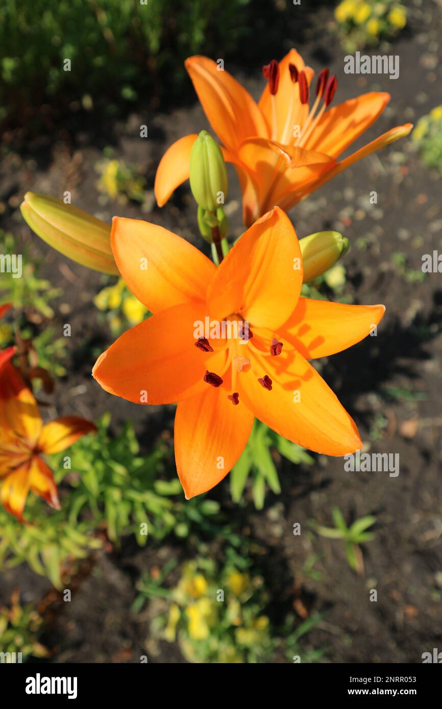 Lilium asiatic hybrids hi-res stock photography and images - Alamy