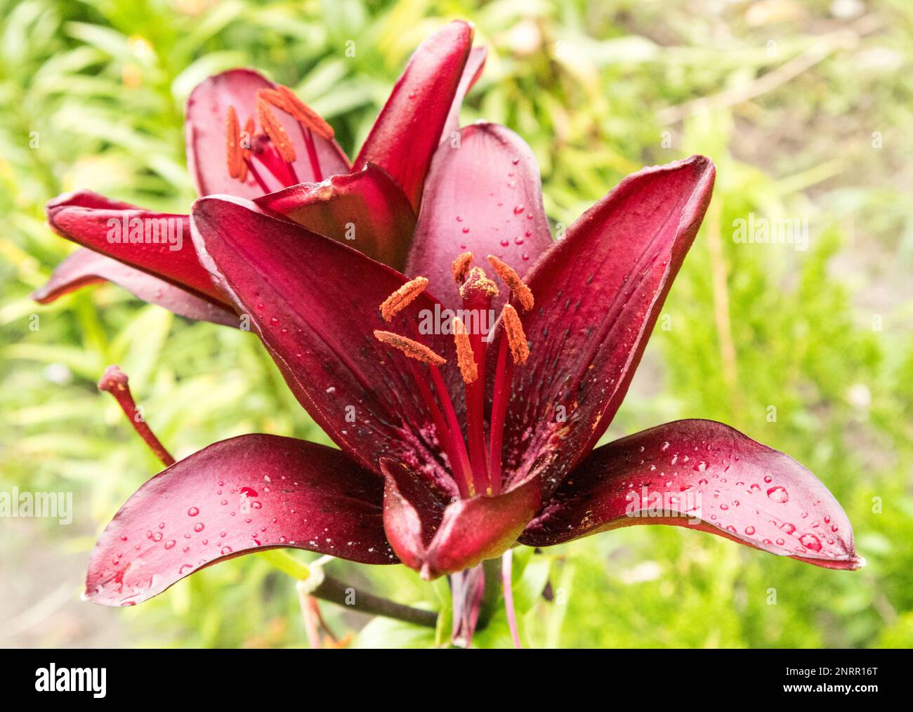 Dark red asiatic lily hi-res stock photography and images - Alamy