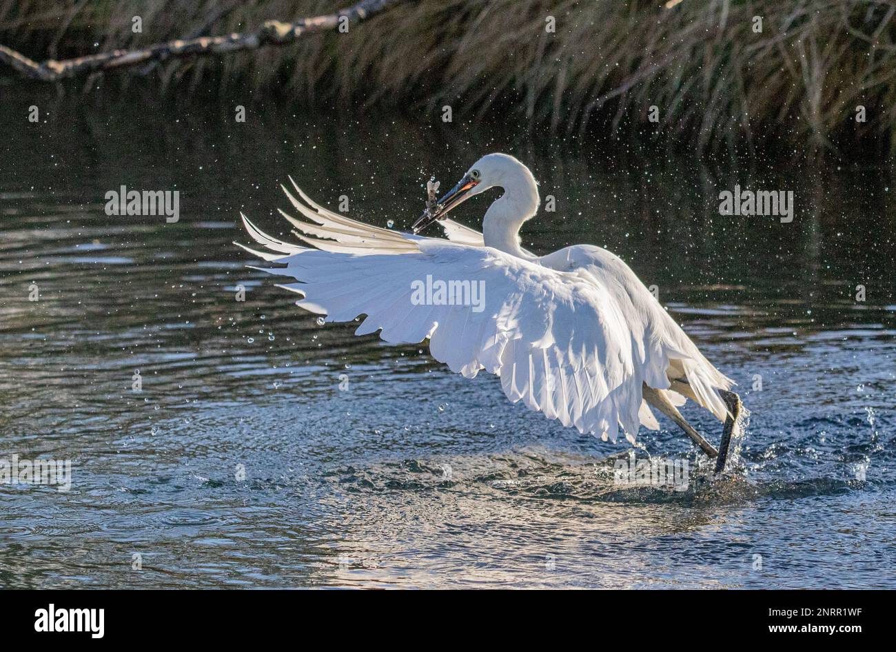 A Little Egret (Egretta garzetta)  Rising out of the water .Taking off from  a lake having caught a fish . Rutland , UK Stock Photo