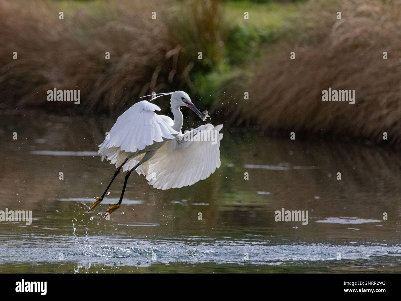 A Little Egret (Egretta garzetta)  Rising out of the water .Taking off from  a lake having caught a fish . Rutland , UK Stock Photo