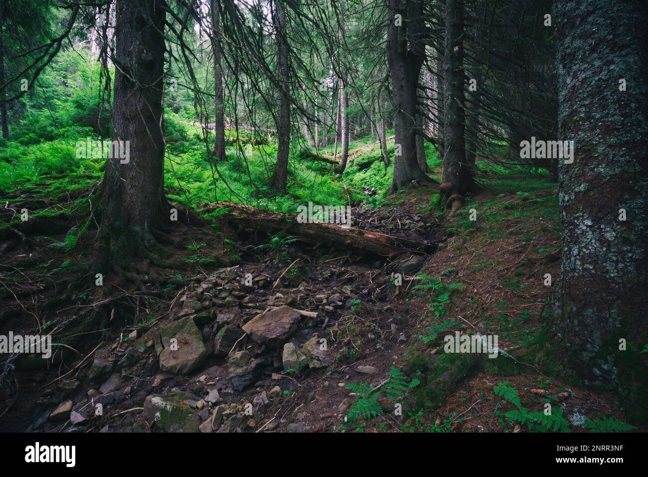 Mystic wilderness landscape dark forest with pine trees and moss on