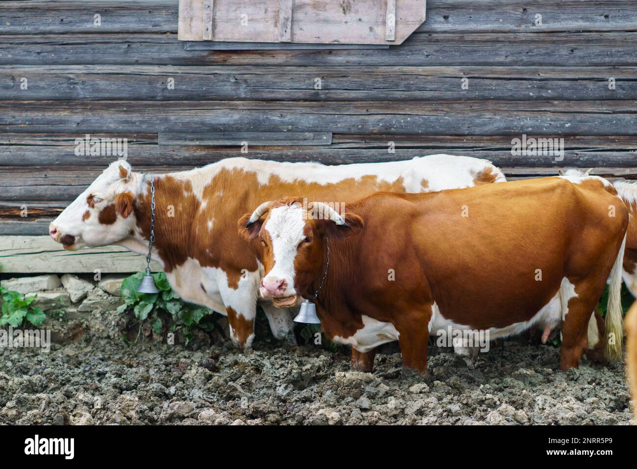 Concept farming agriculture portrait group hi-res stock photography and ...