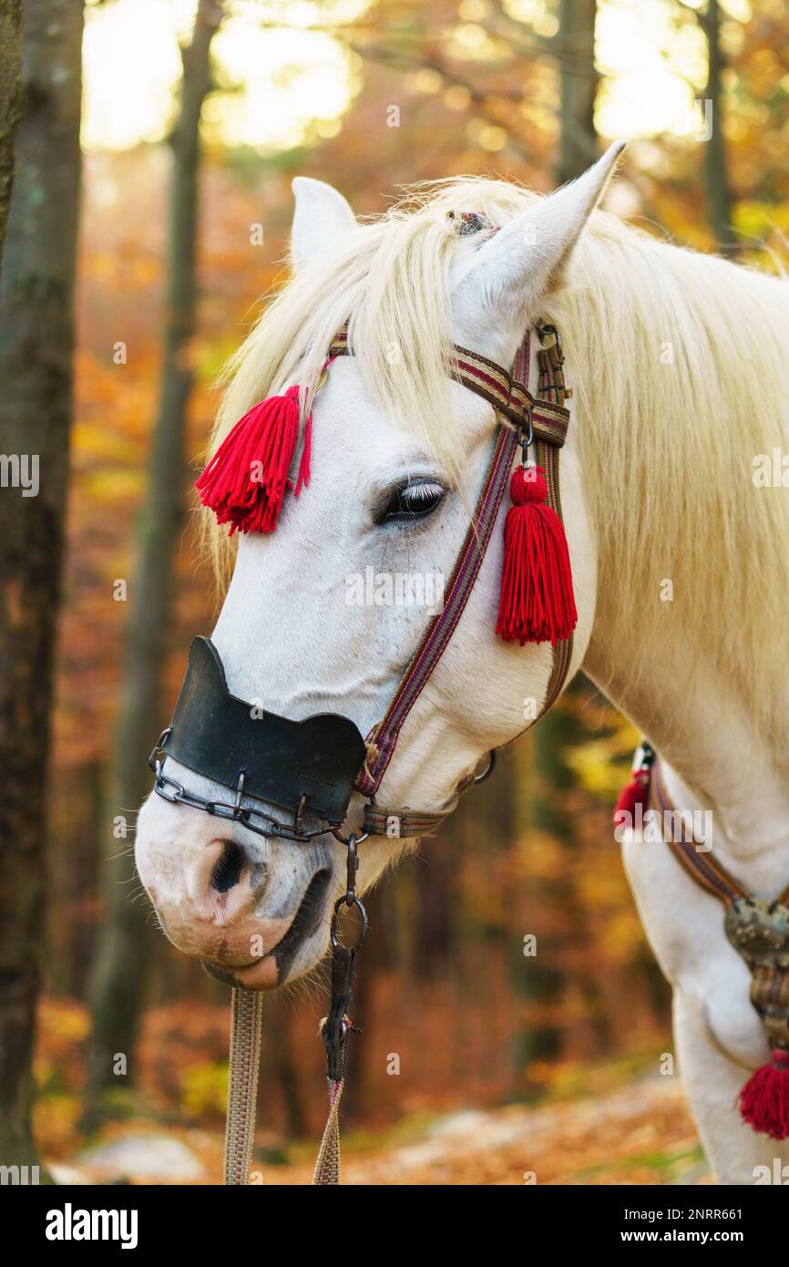 Portrait of fantasy magic fairy tale white horse wearing red harness