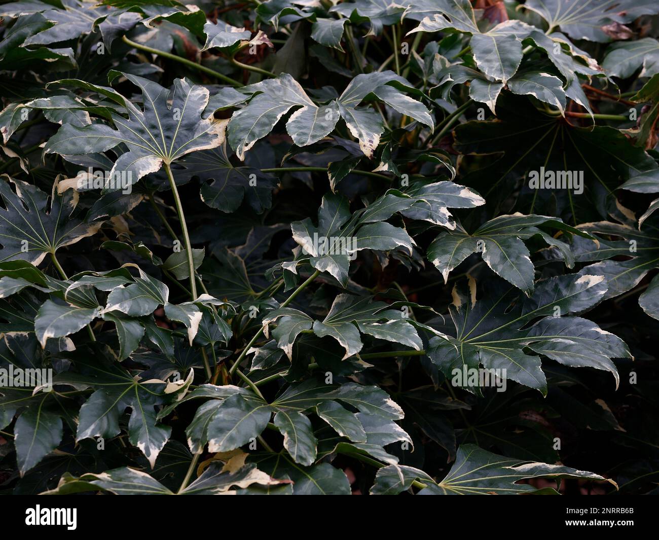 Closeup of the white and green variegated leaves of the evergreen garden shrub Fatsia japonica variegata. Stock Photo