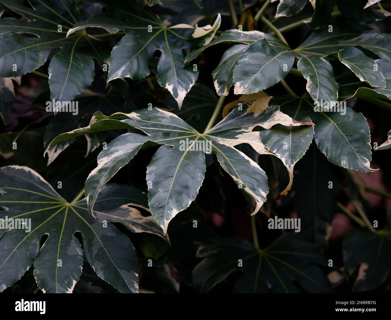 Closeup of the white and green variegated leaves of the evergreen garden shrub Fatsia japonica variegata. Stock Photo
