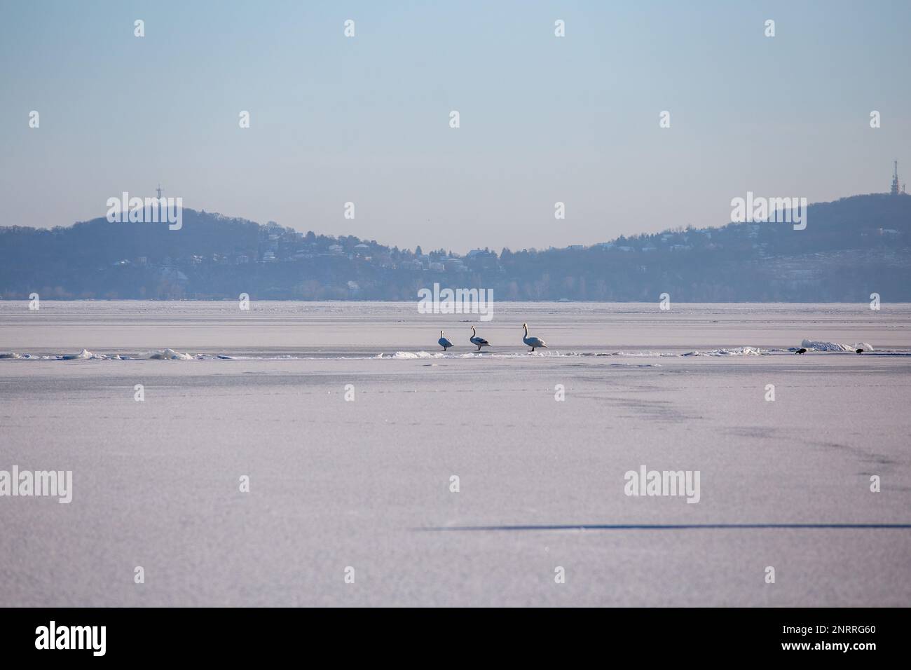 Lonely swans in winter on the lake Balaton, Hungary Stock Photo