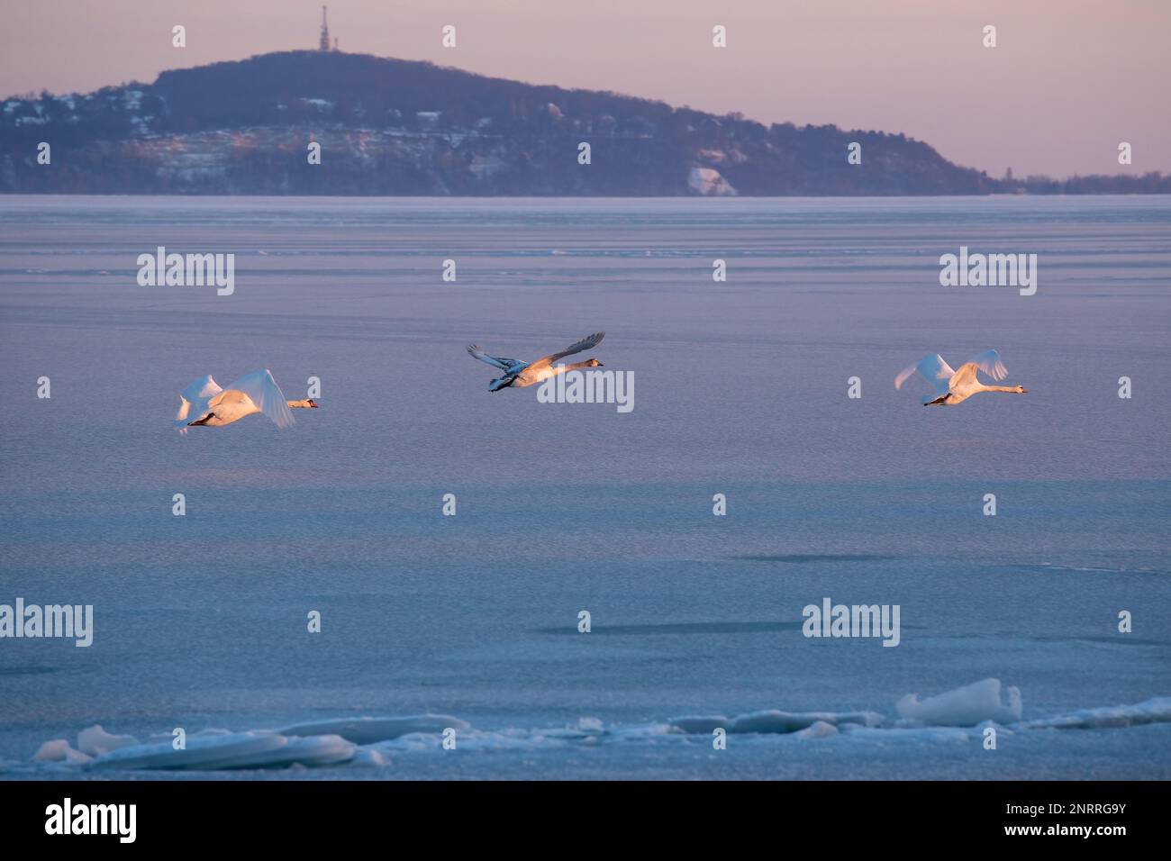 Three mute swans flying over the lake Balaton of Hungary in wintertime Stock Photo