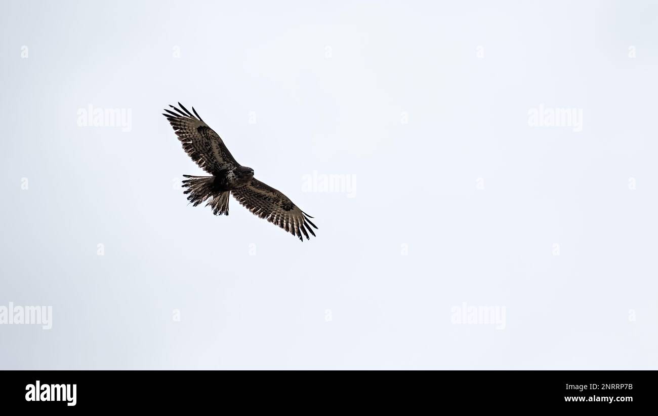 Buzzard flying against a white sky Stock Photo