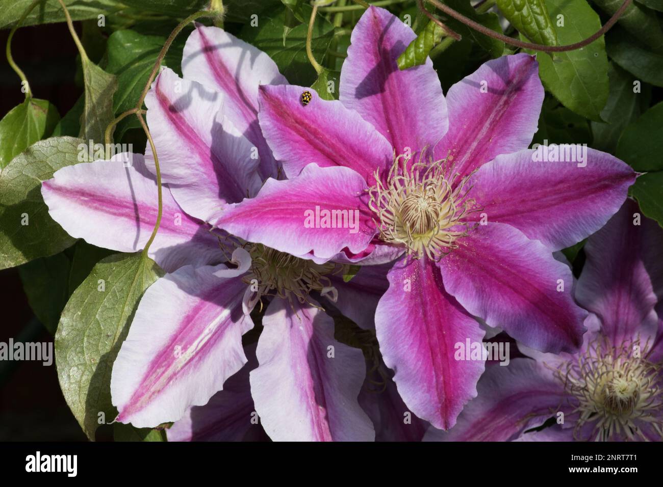 Pink Clematis 'Dr Ruppel' Stock Photo