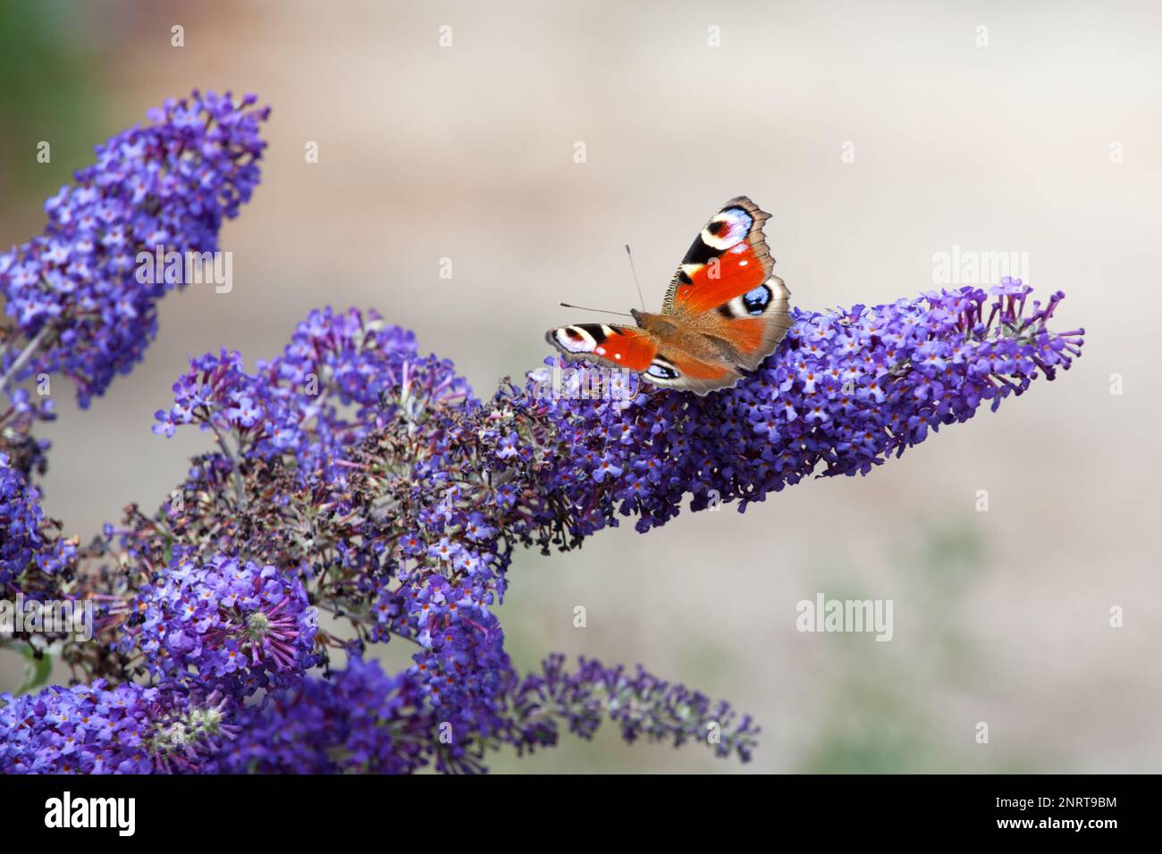 Peacock butterfly feeding on flowers of a buddleia bush in an English garden, UK Stock Photo