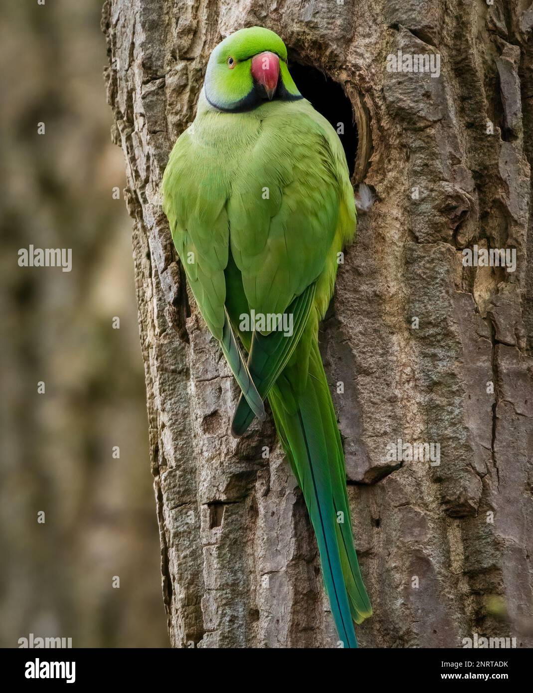 A Ring Necked Parakeet, (Psittacula krameri.), perched on the entrance to it's nesting hole in a tree trunk Stock Photo