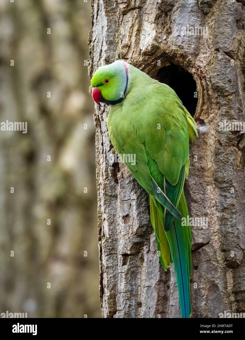 A Ring Necked Parakeet, (Psittacula krameri.), perched on the entrance to it's nesting hole in a tree trunk Stock Photo