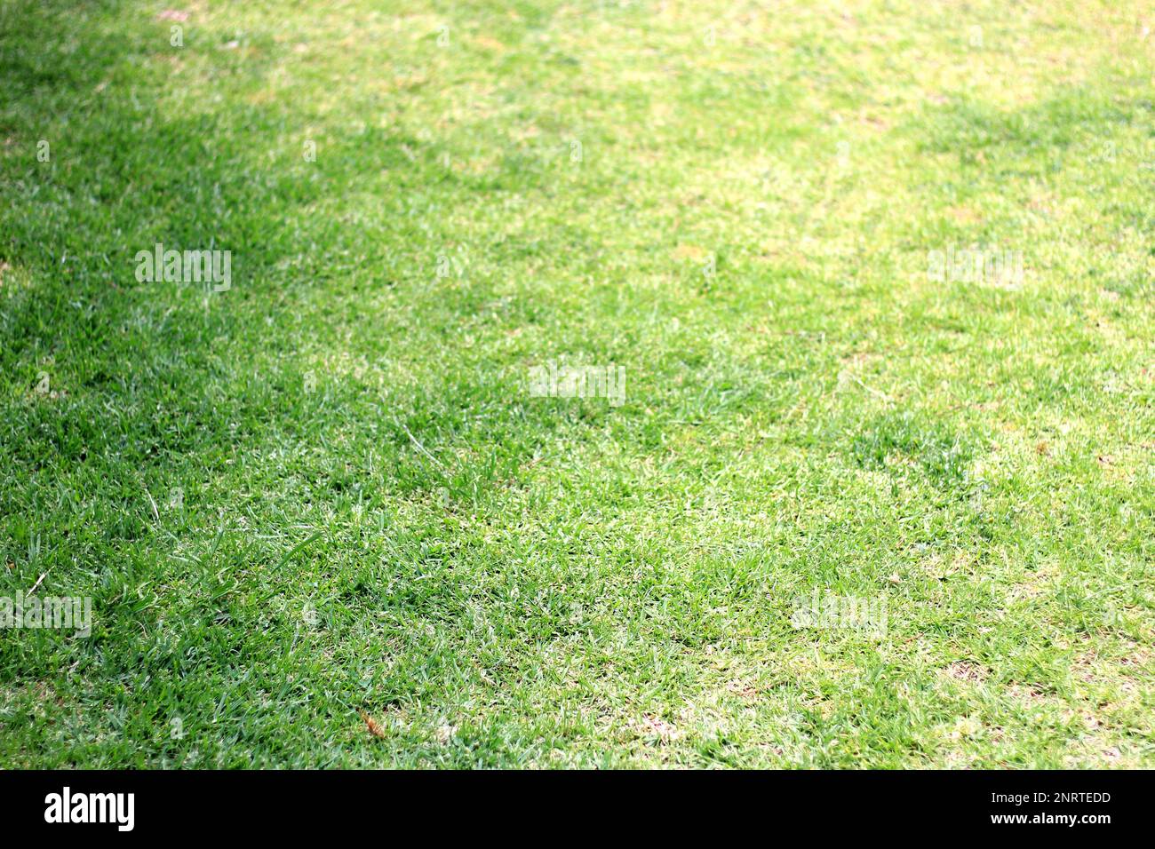 Empty lawn freshly cut grass hi-res stock photography and images - Alamy