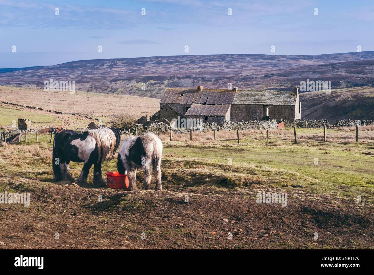 Horses feeding at an abandoned hill farm on the Durham Moors at Edmunbyers Common County Durham Stock Photo