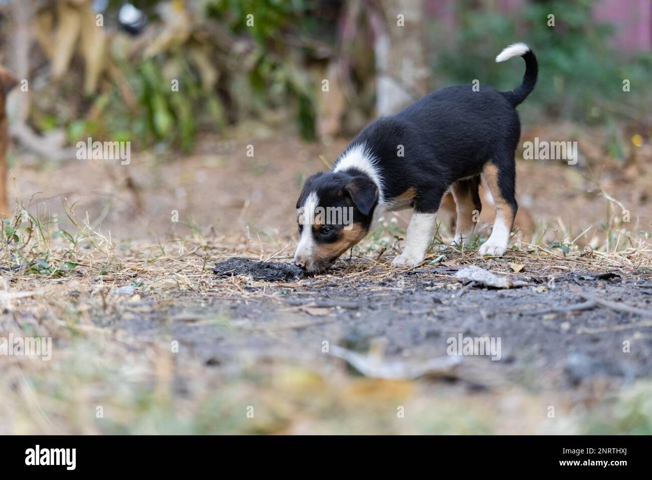 A lonely cute black and brown puppy on road with blurry background Stock Photo
