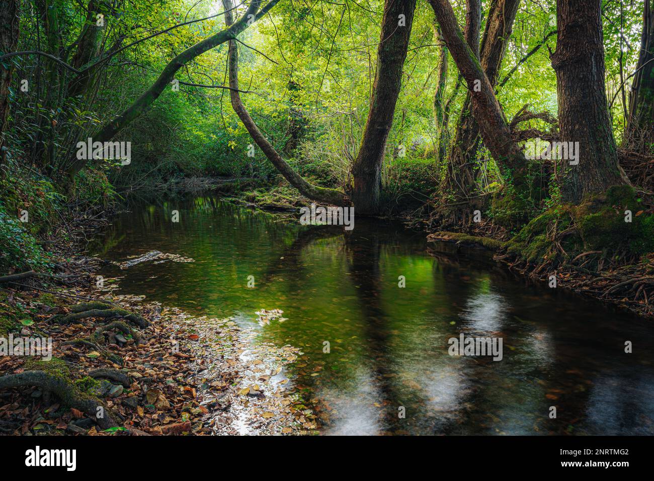River in forest, idyllic view of a water stream in a virgin environment Stock Photo
