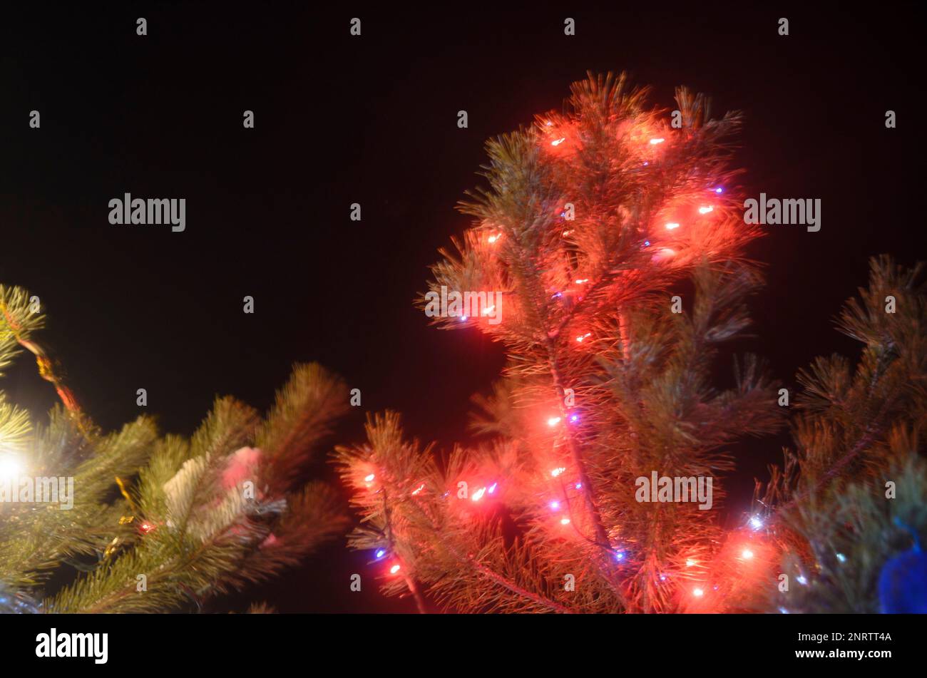 Light blurry multicolored lights of garlands on a real Christmas tree