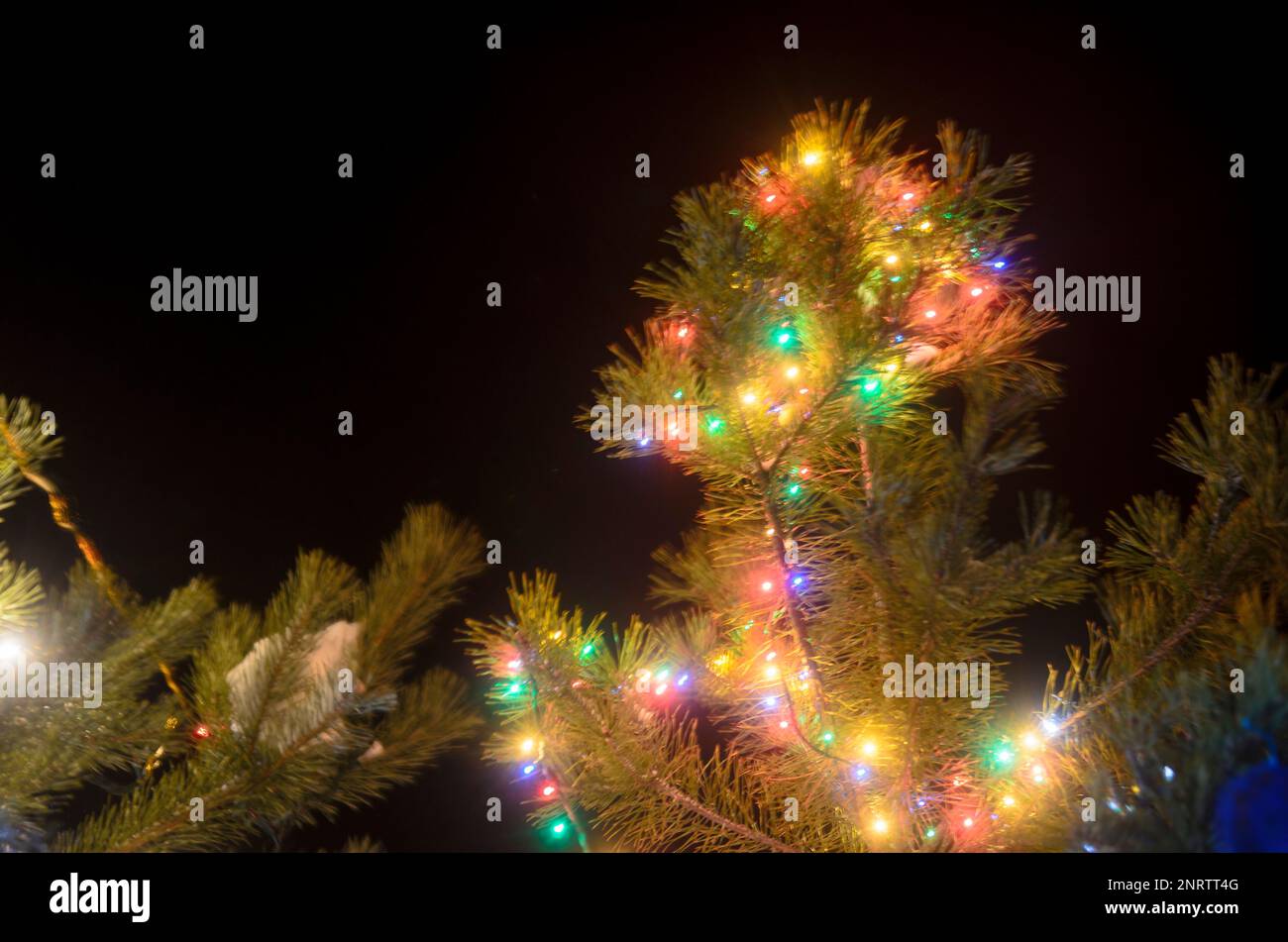 Light blurry multicolored lights of garlands on a real Christmas tree