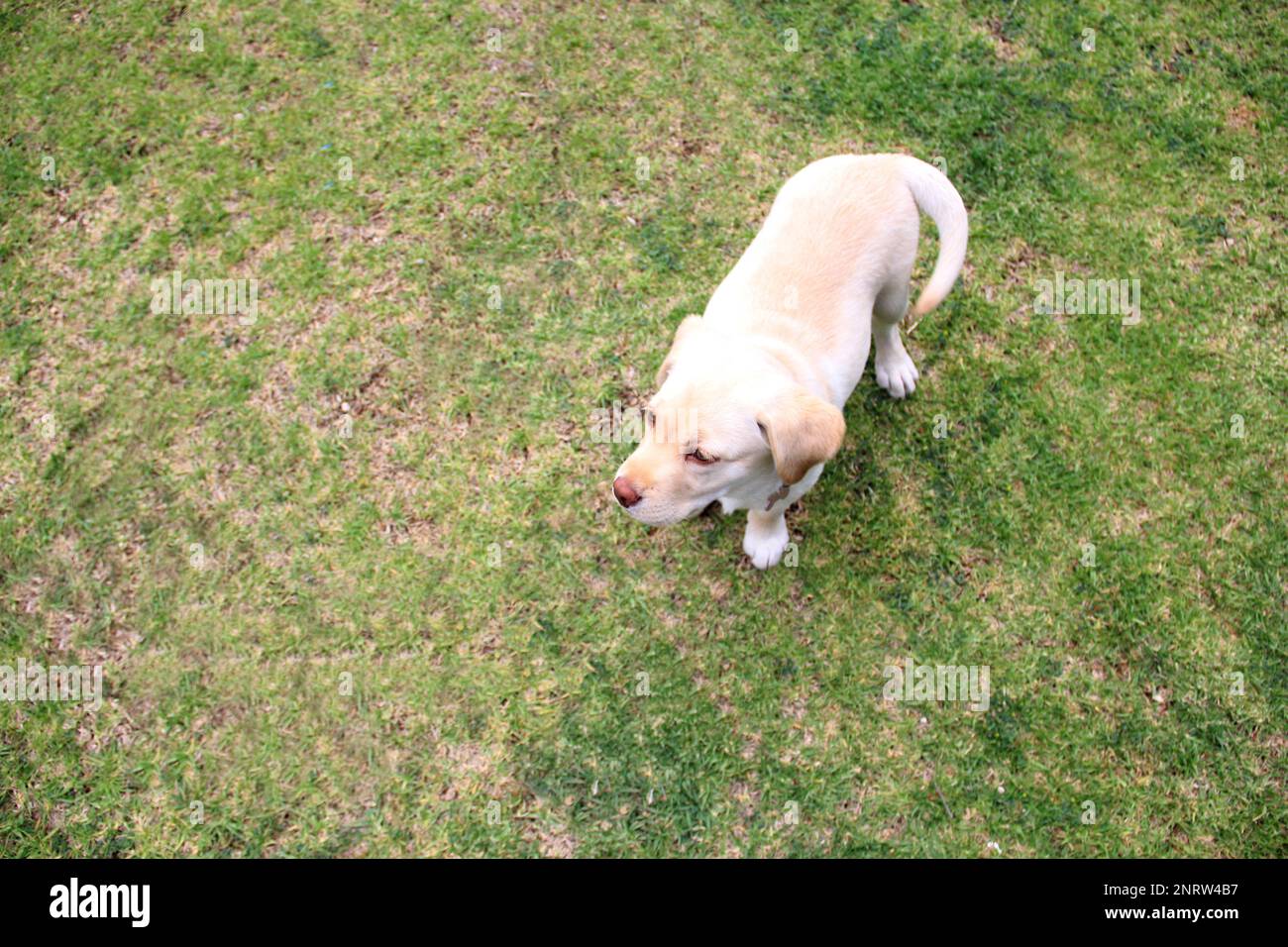Adorable Labrador Retriever Puppy He is intelligent, easy to train