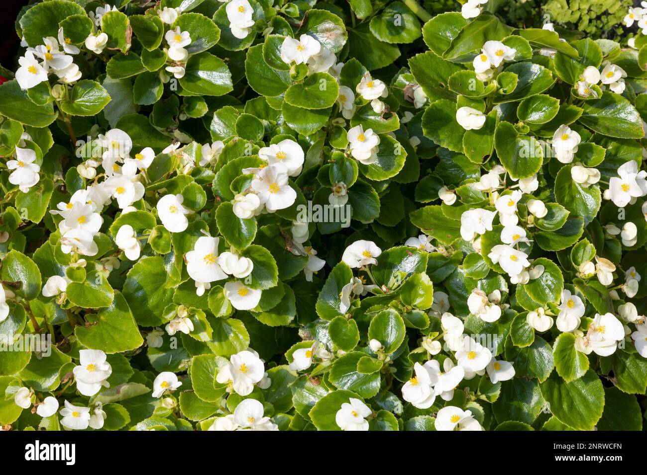 Beautiful white wax begonia flowers with green leaves. Scientific Name: Begonia Cucullata Stock Photo