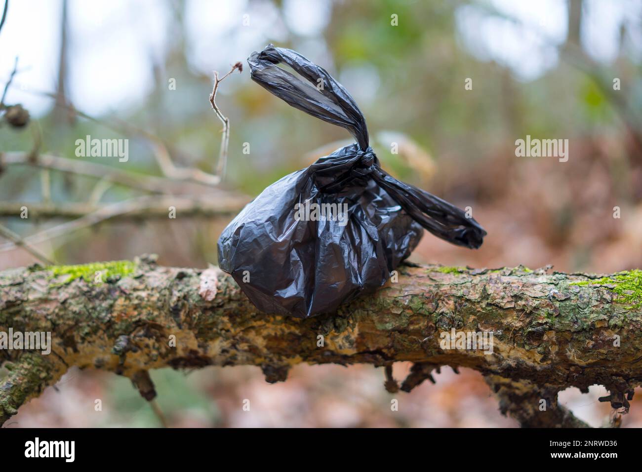 Close up of black, plastic bag (tied handles) of dog poo/ dog mess/ dog waste dumped in UK woodland by irresponsible dog owners. Disappointing behaviour. Stock Photo