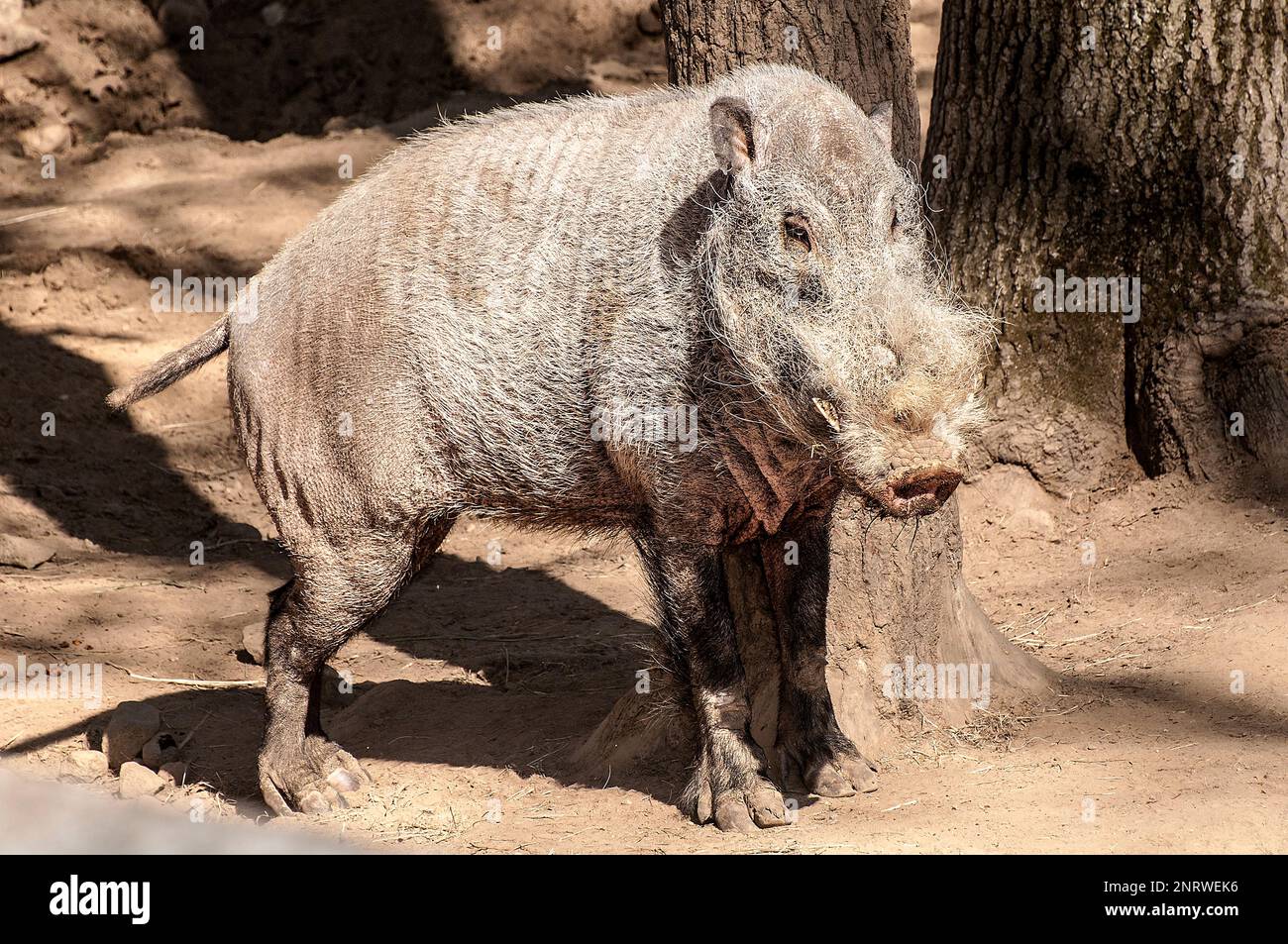 Borneo bearded pig a Threatened Species Stock Photo