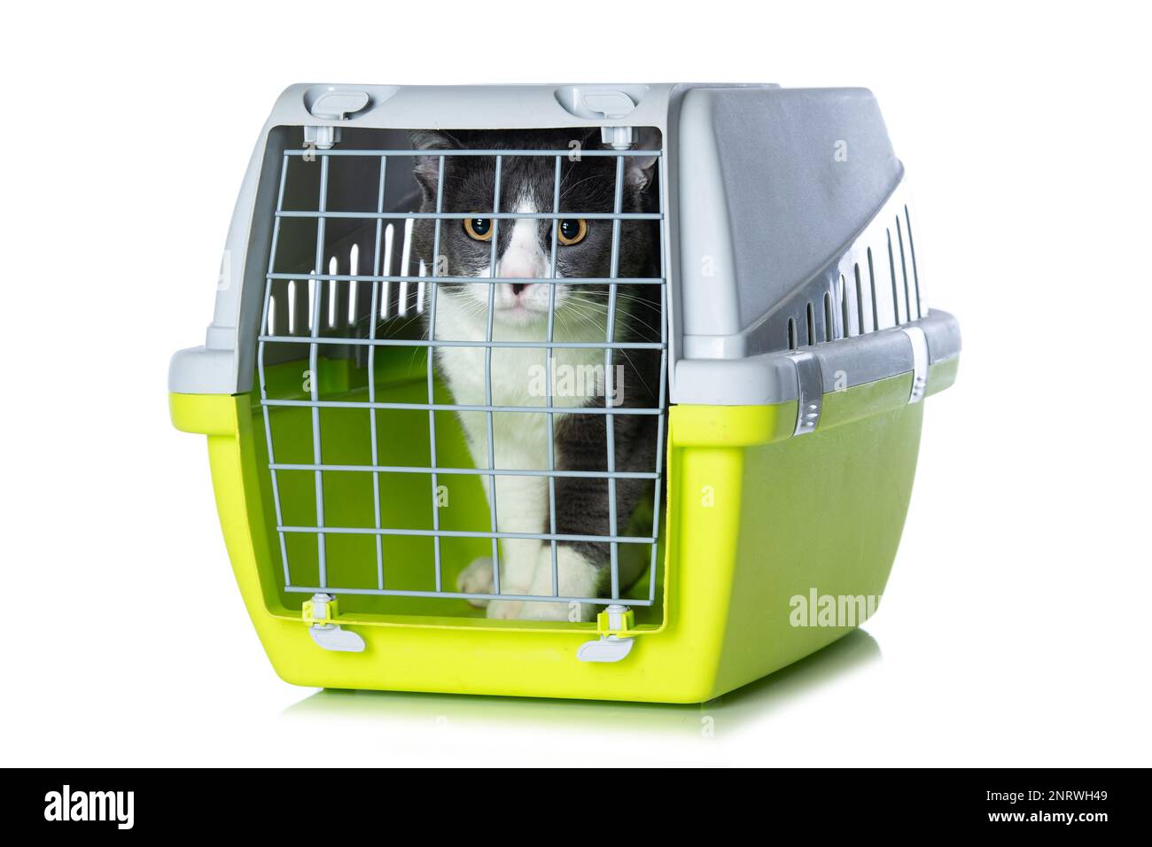 Domestic cat in a transport box Stock Photo Alamy