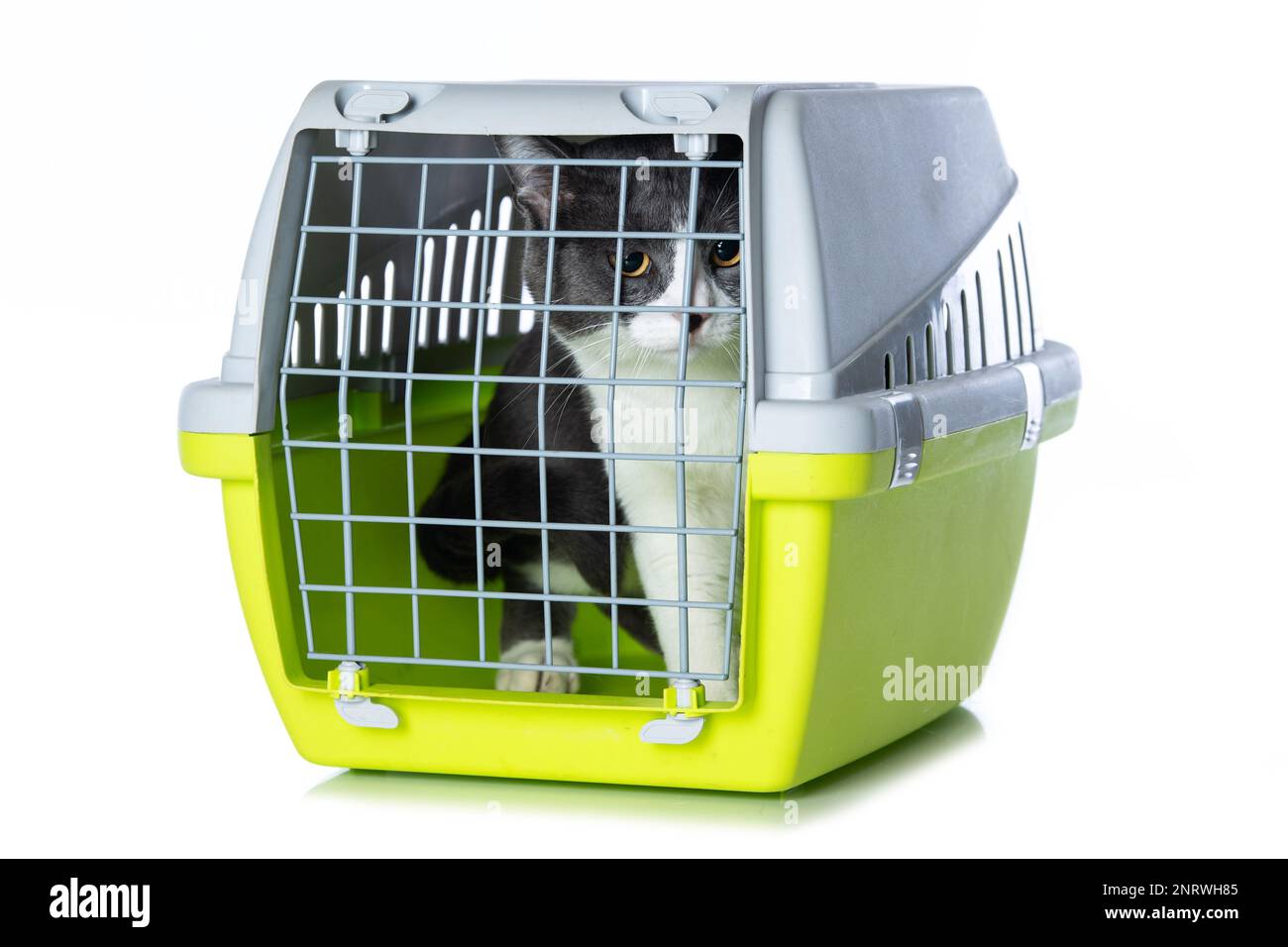 Domestic cat in a transport box Stock Photo Alamy
