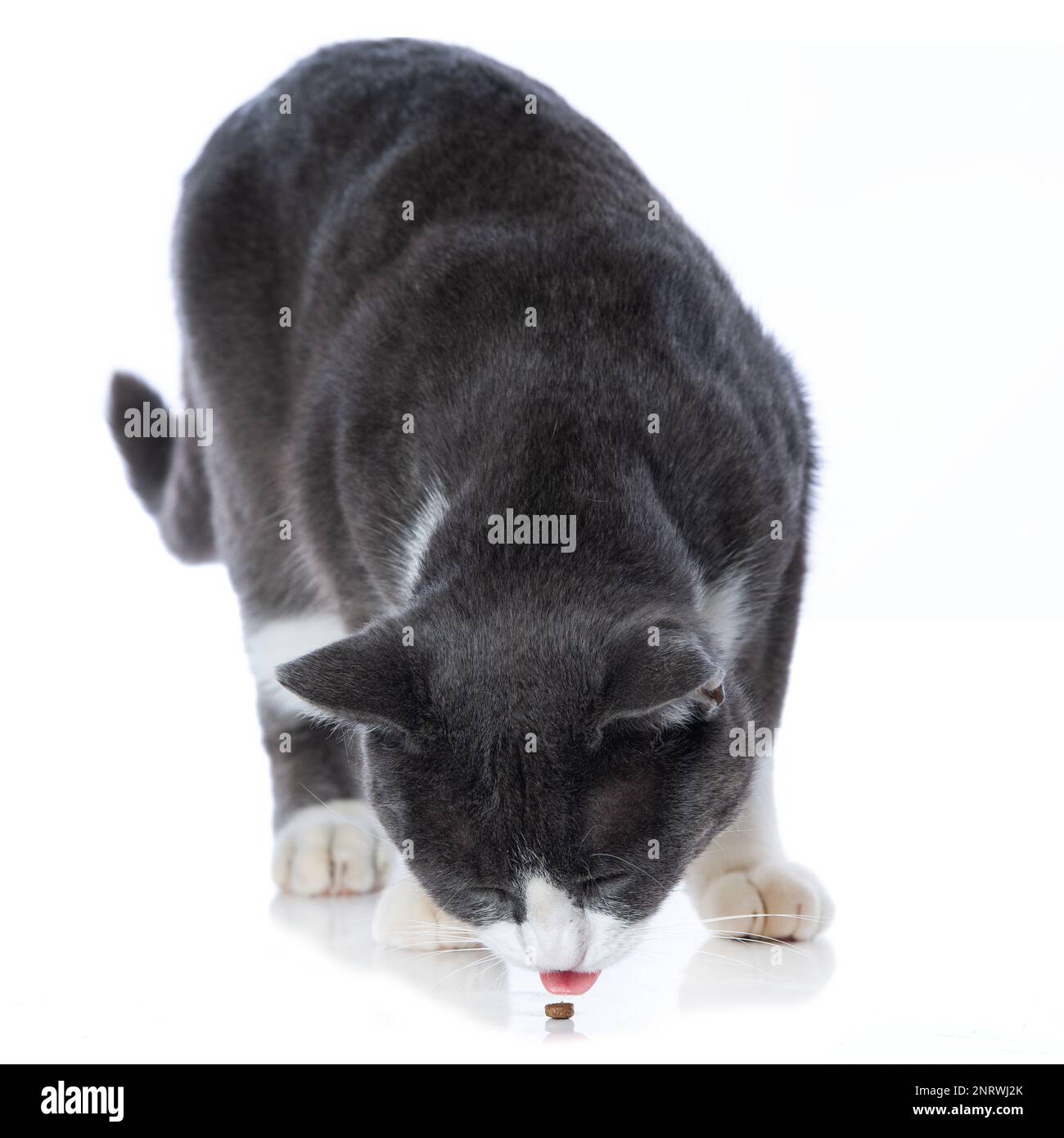 Cat eats a treat Stock Photo Alamy