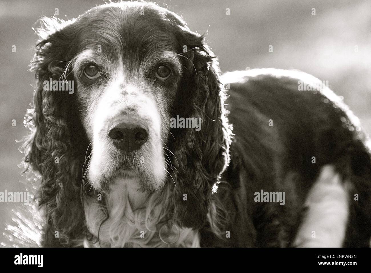 An adorable English Cocker Spaniel looking at the camera outdoors Stock Photo