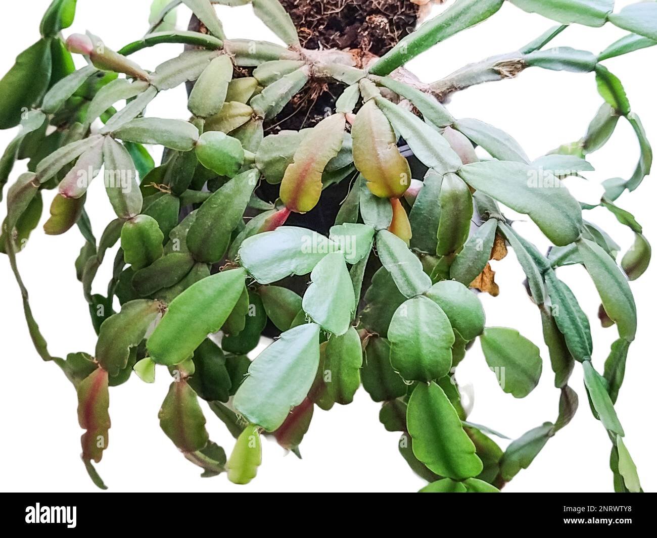 Christmas cactus plant isolated on white. Schlumbergera gaertneri Stock