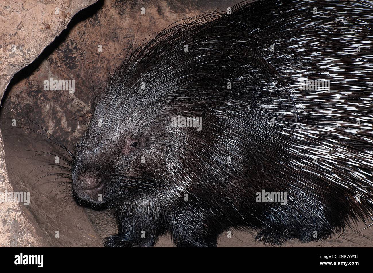 Indian crested porcupine medium shot of head and shoulders Stock Photo