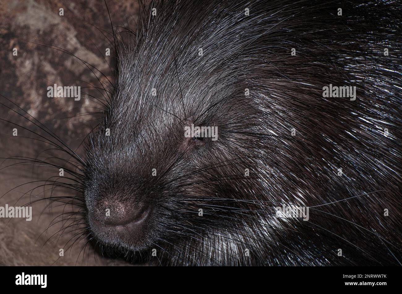 Indian crested porcupine medium shot of head and shoulders Stock Photo