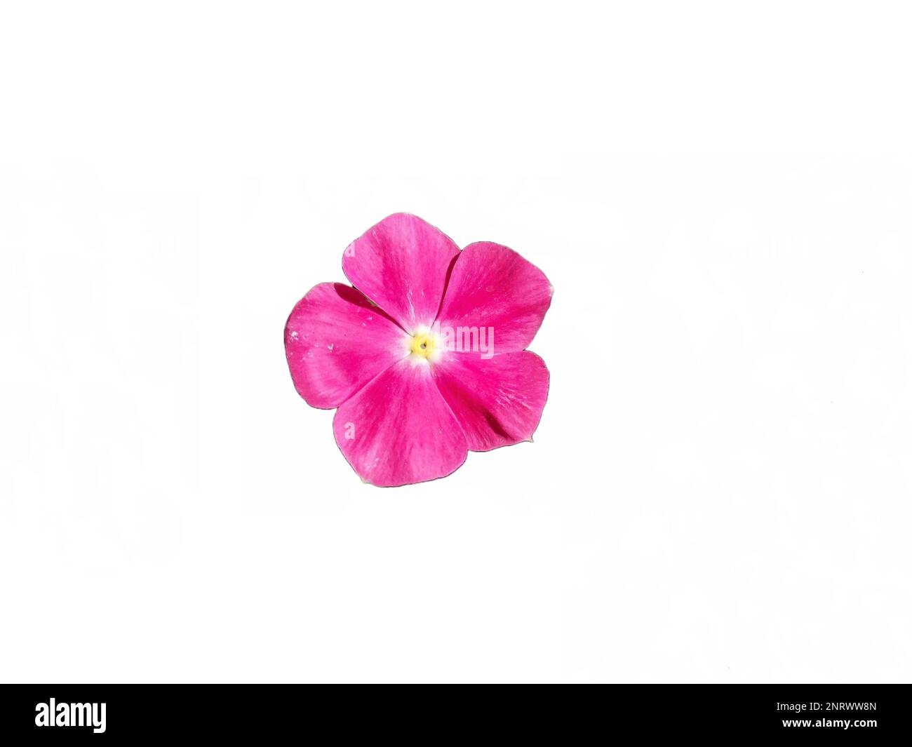 Periwinkle flowers isolated on white background Stock Photo