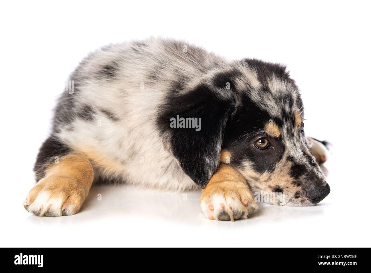 Herding puppies sales