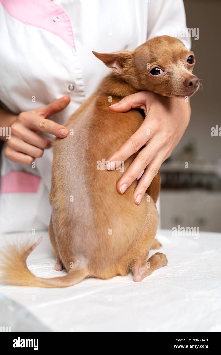 Alopecia disease in dog. Vet clinic checkup balding dog Toy Terrier. Stock Photo
