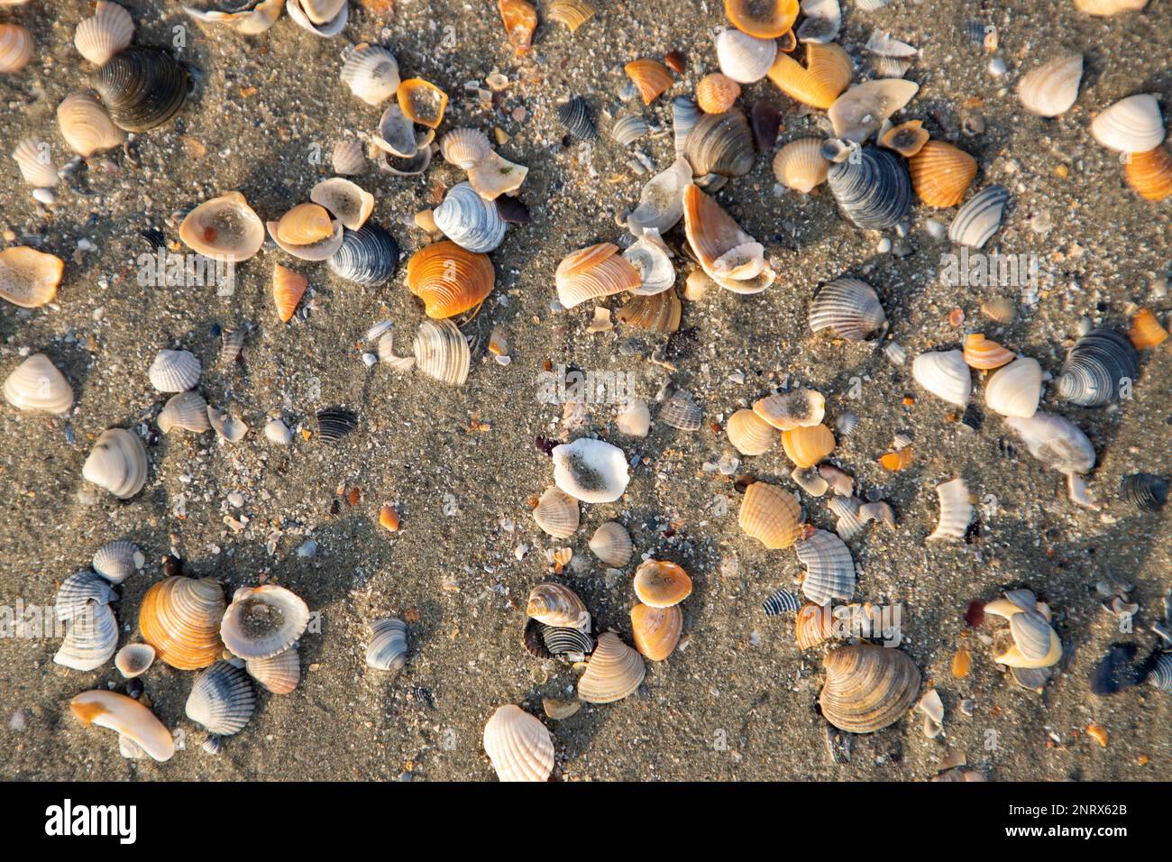 A top view of many seashells on the ground, carpet Stock Photo Alamy