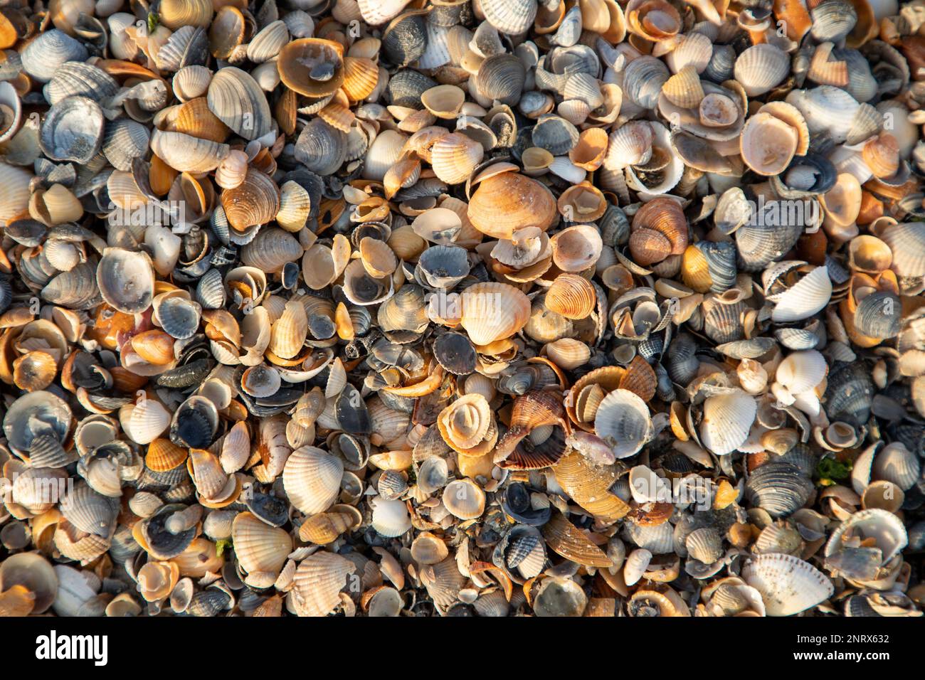 A top view of many seashells on the ground, carpet Stock Photo Alamy