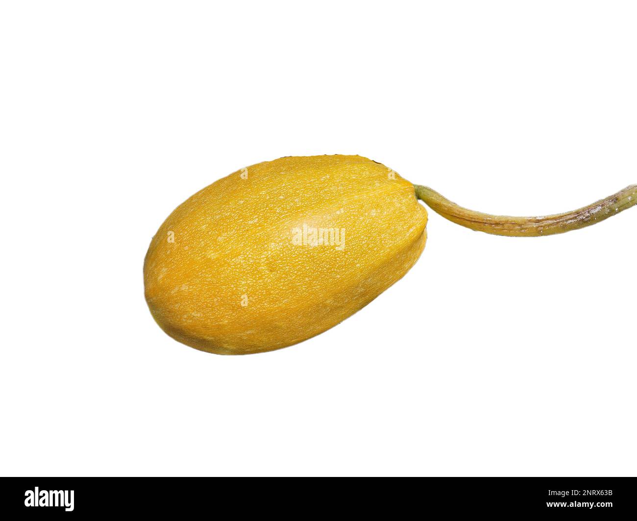 yellow zucchini isolated on white background. Vegetable concept Stock Photo