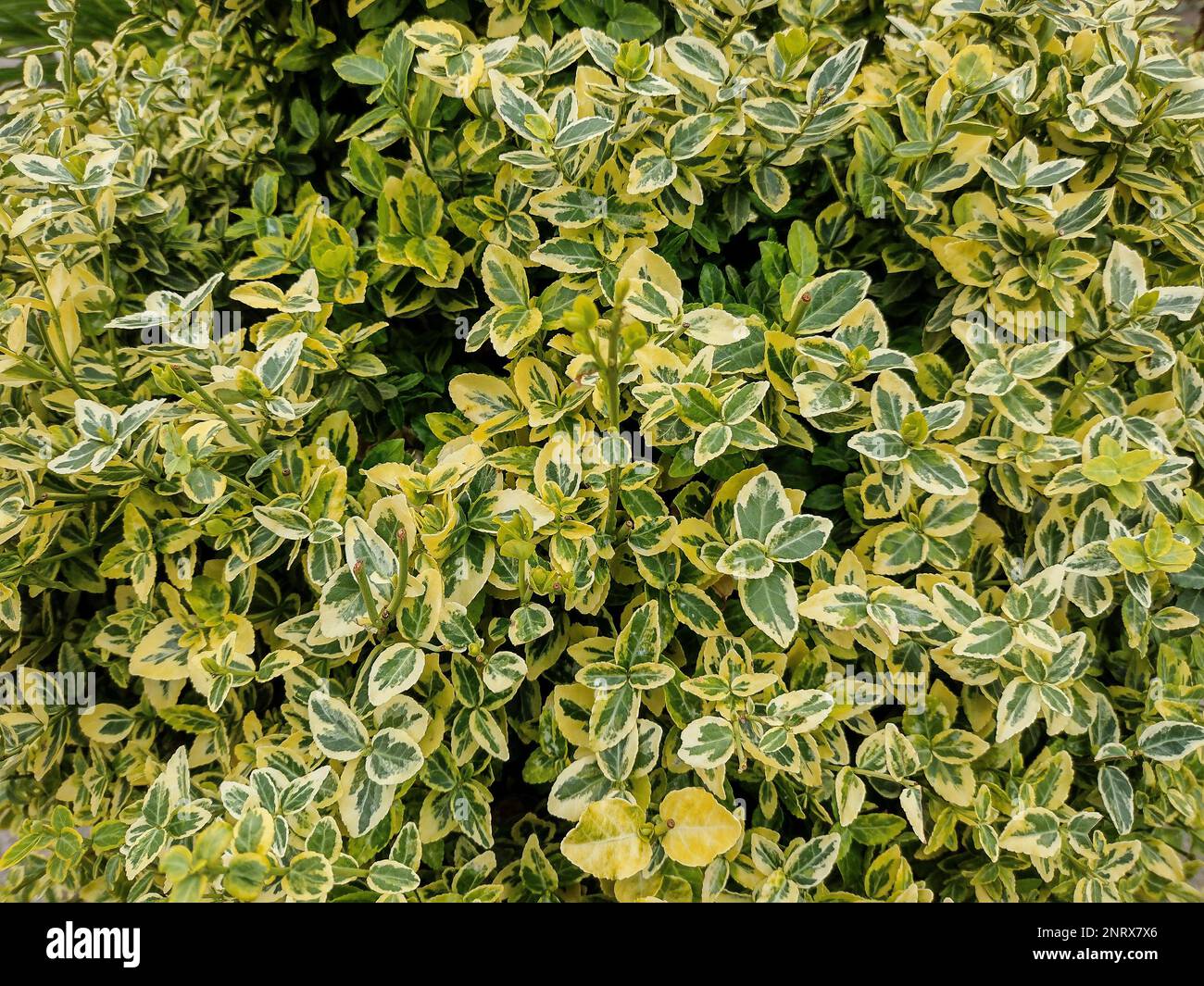 Climbing euonymus (Euonymus fortunei) plant Stock Photo - Alamy