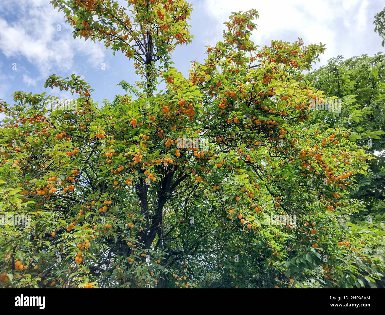 yellow corkscrews ripe on the tree in Romania Stock Photo