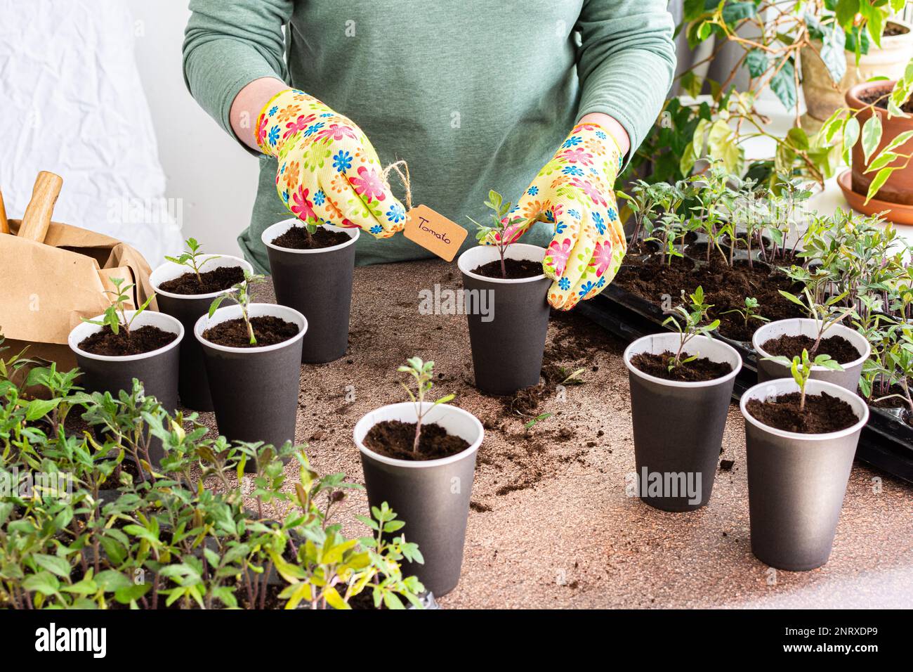 Young green seedlings of tomato in a special plastic form, woman ...