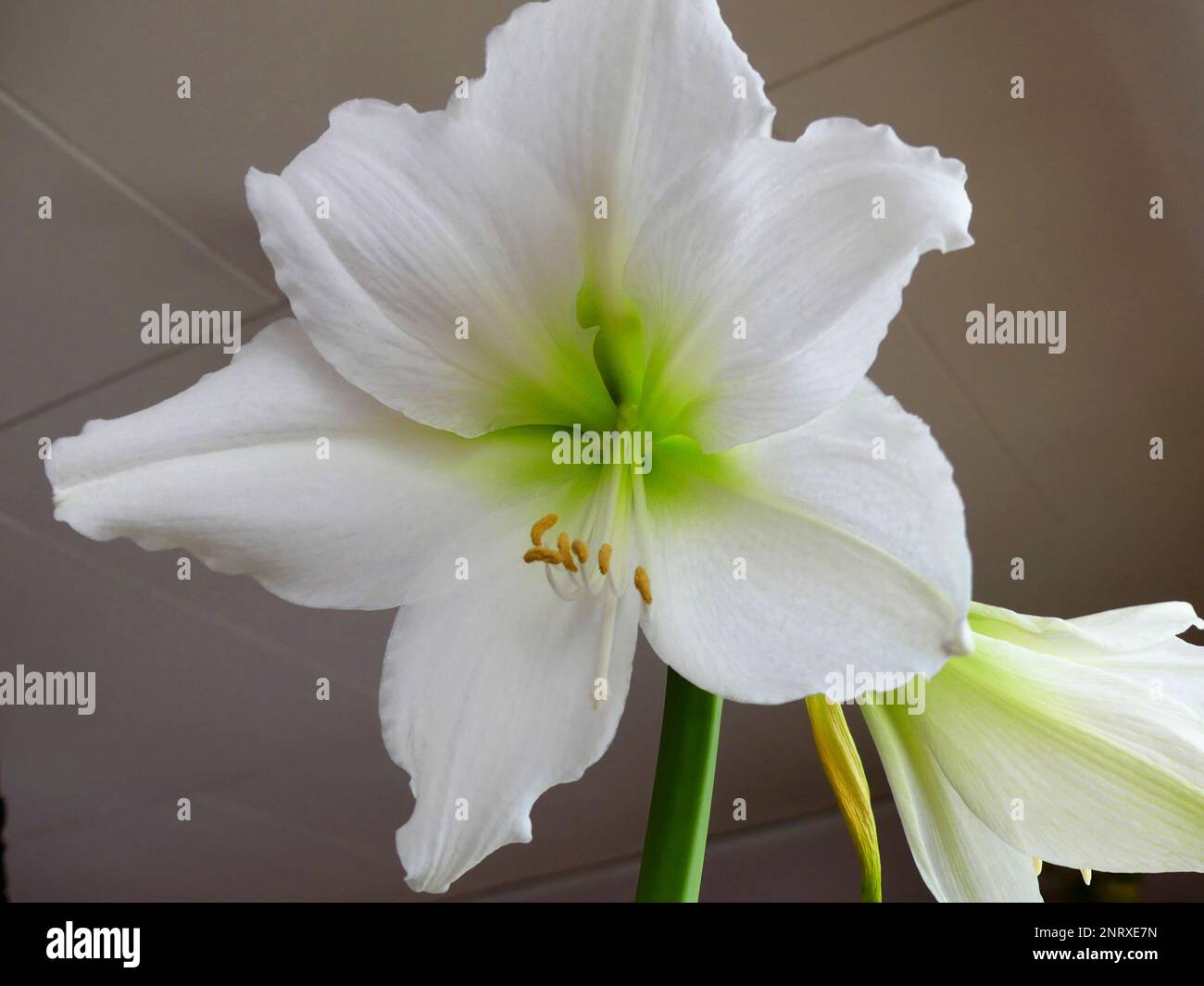 White amaryllis 'Denver' Stock Photo Alamy