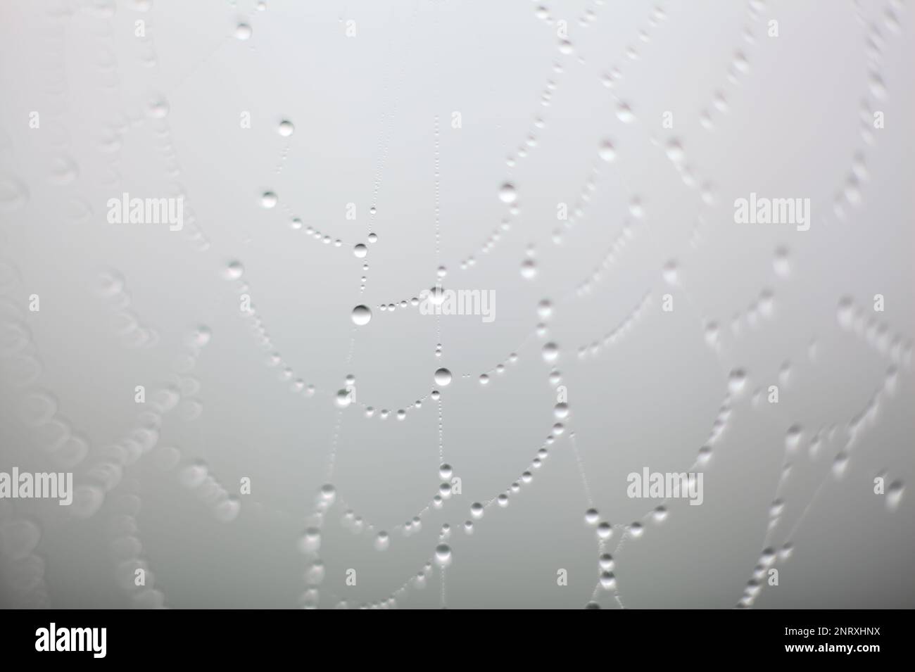 Spider  web with drops on it seen up close Stock Photo