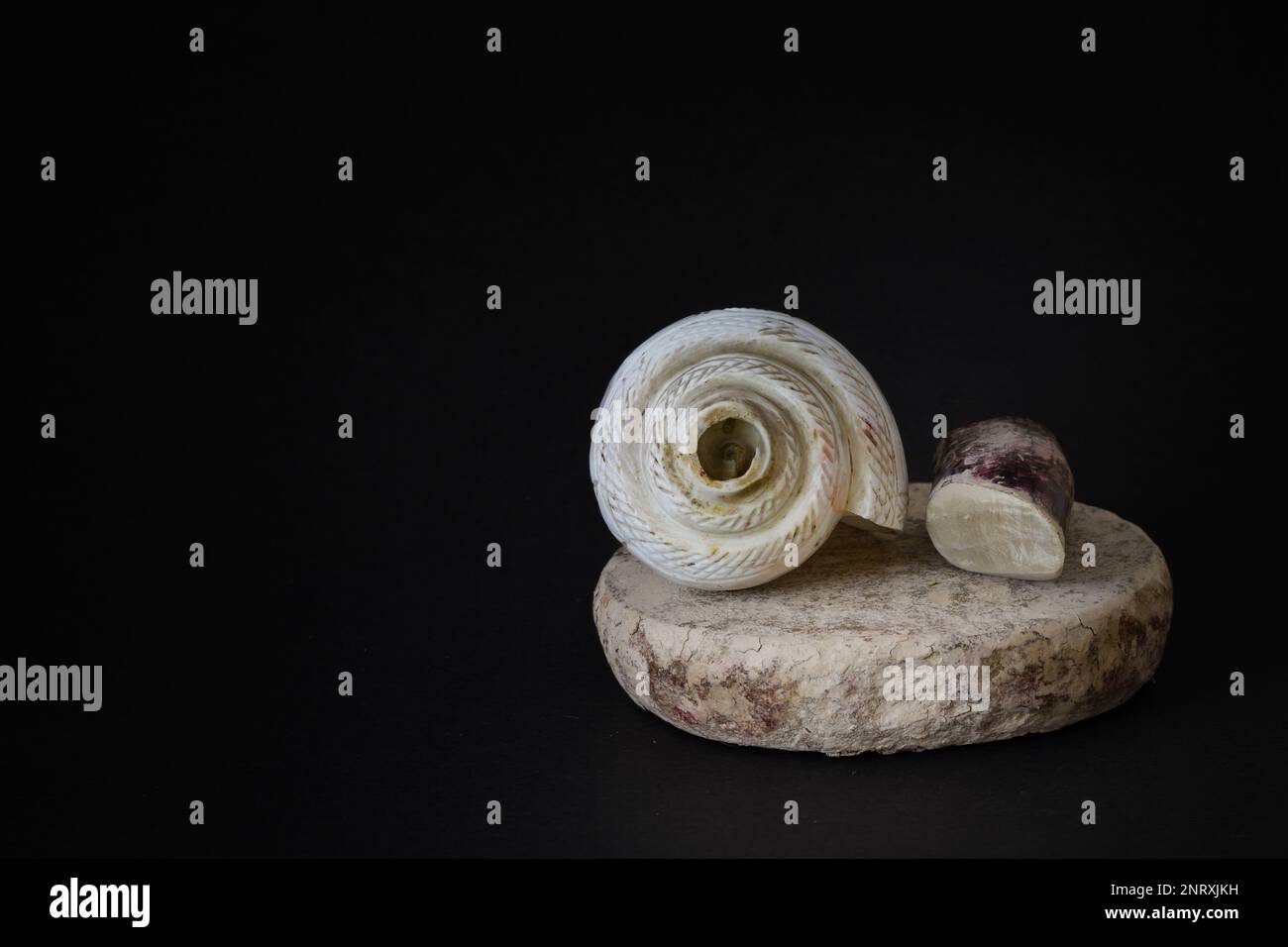 conch shell with sandalwood stick and stone. pooja essentials for