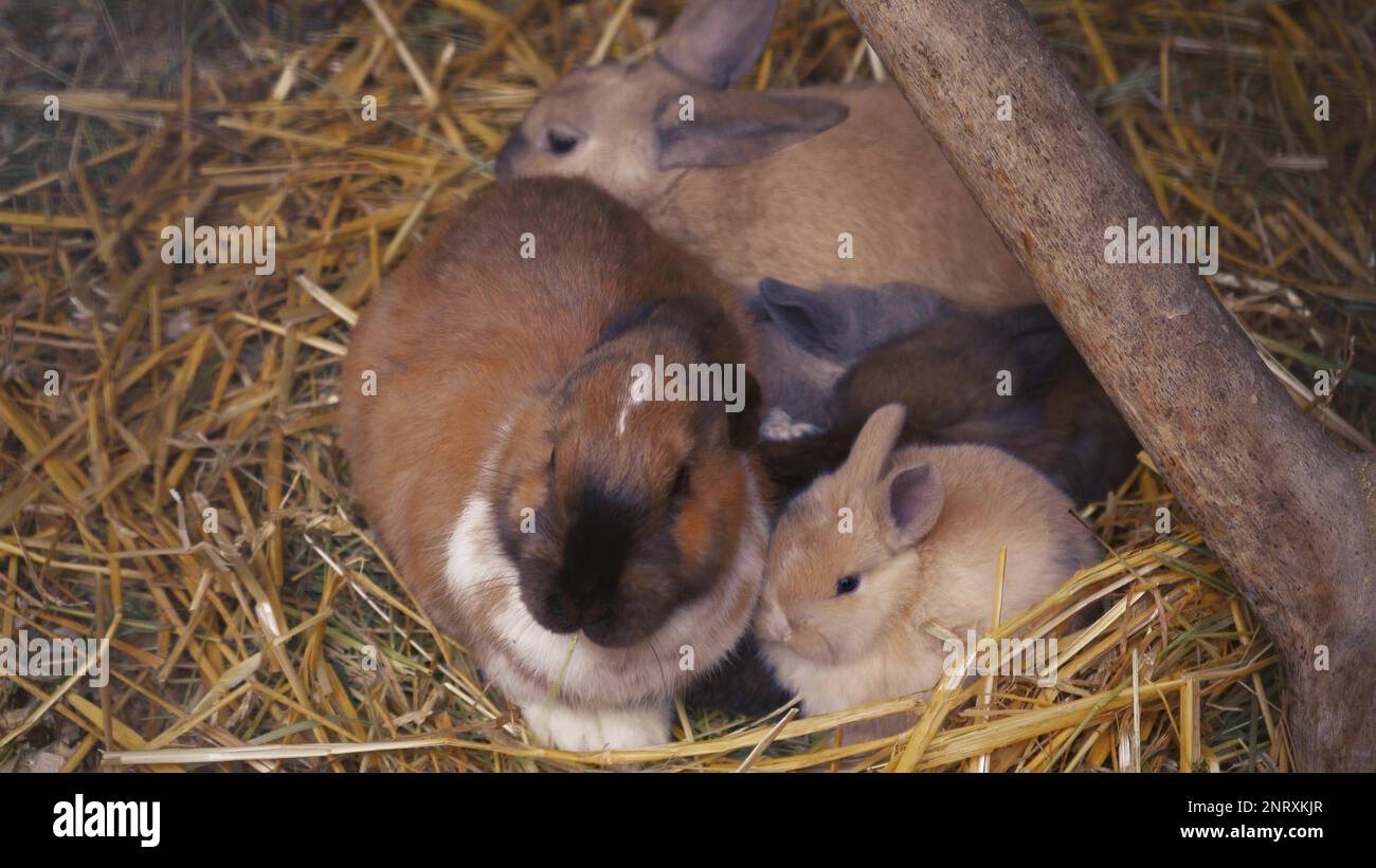 Two adorable black white rabbits hi-res stock photography and images ...
