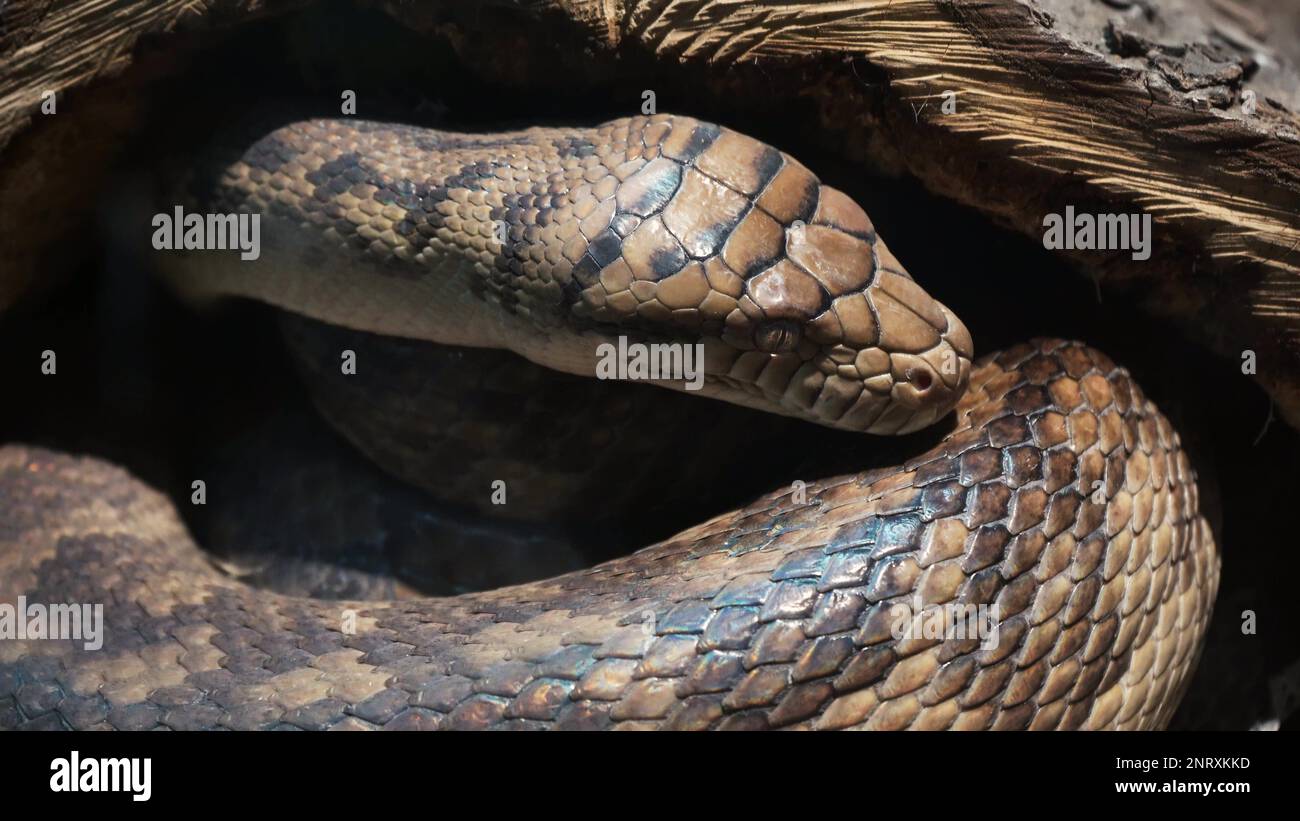 Close up of a python skin texture crawling, you can see each scale close up. The pattern on the skin shimmers beautifully rainbow when it crawls Stock Photo